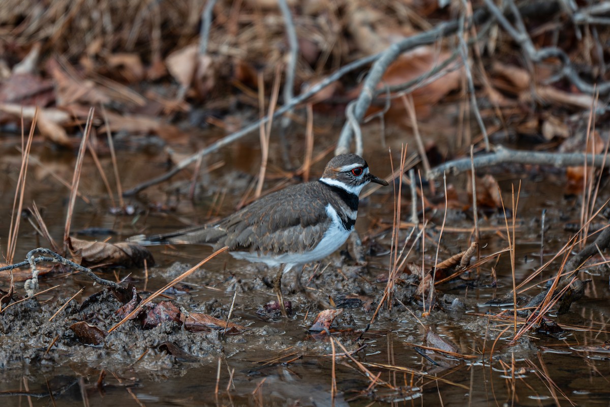 Chorlitejo Culirrojo - ML646314090