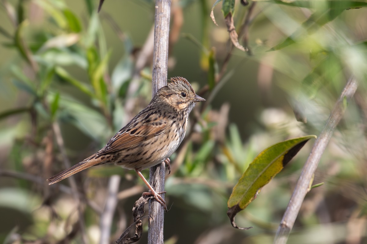 Lincoln's Sparrow - ML646314091