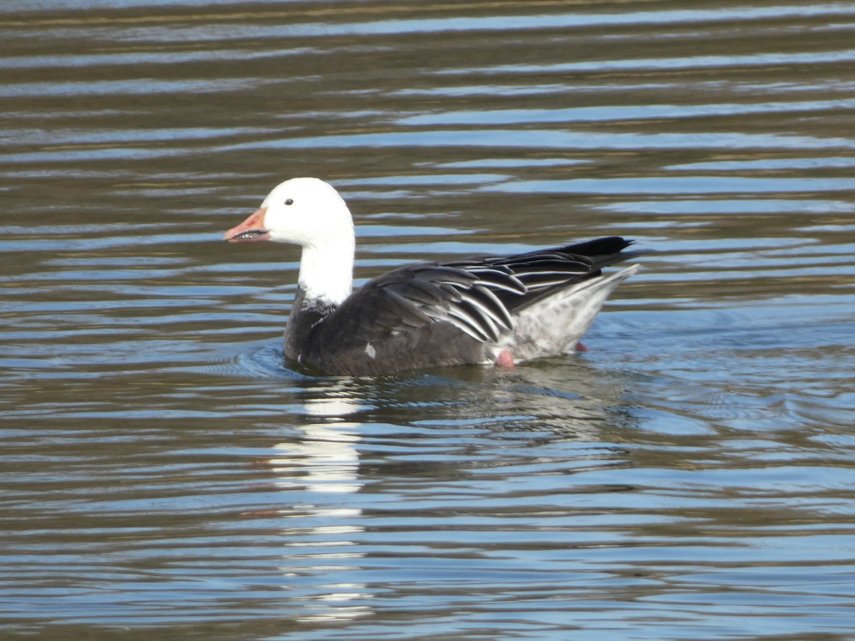 Snow Goose - ML646314092