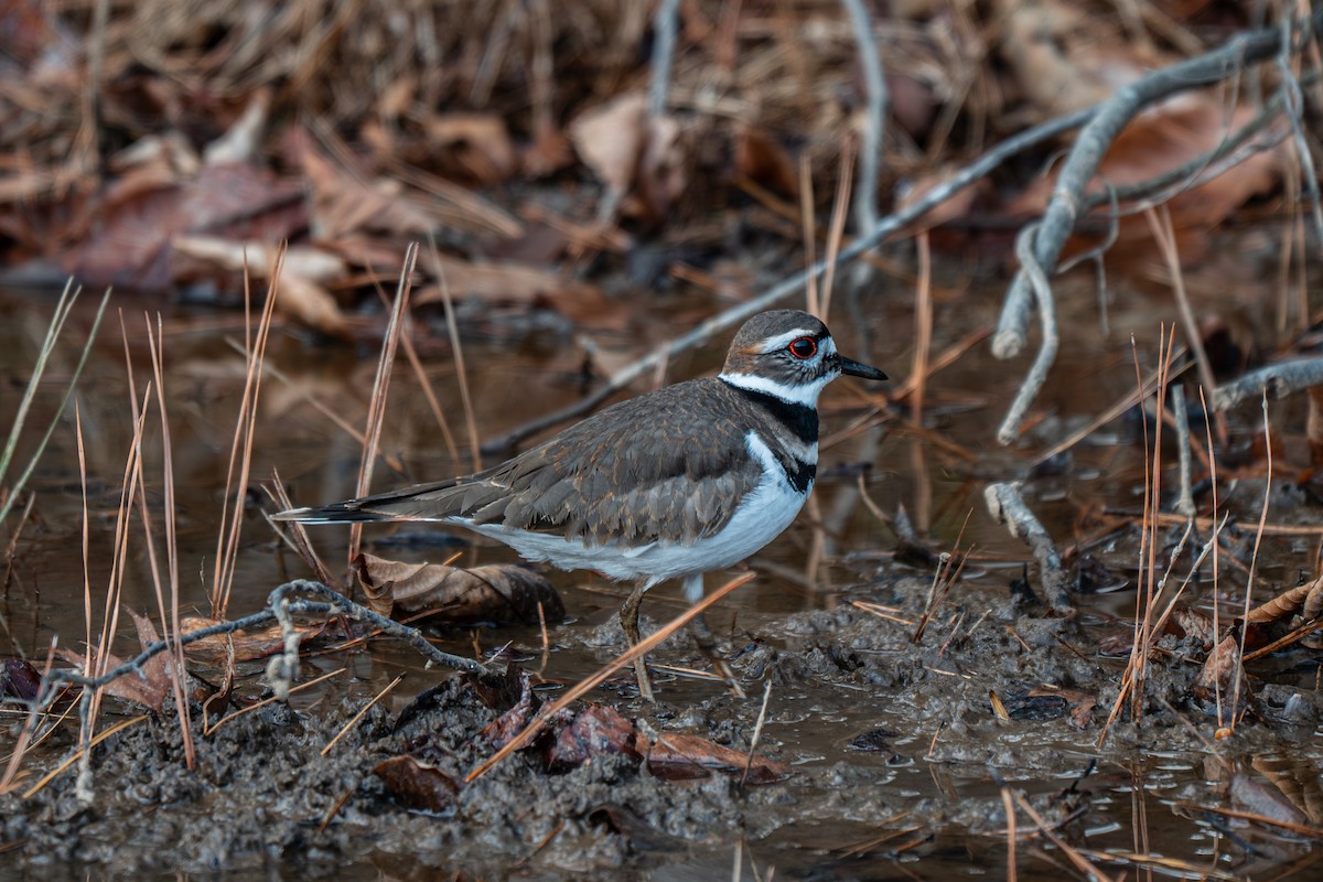 Chorlitejo Culirrojo - ML646314093