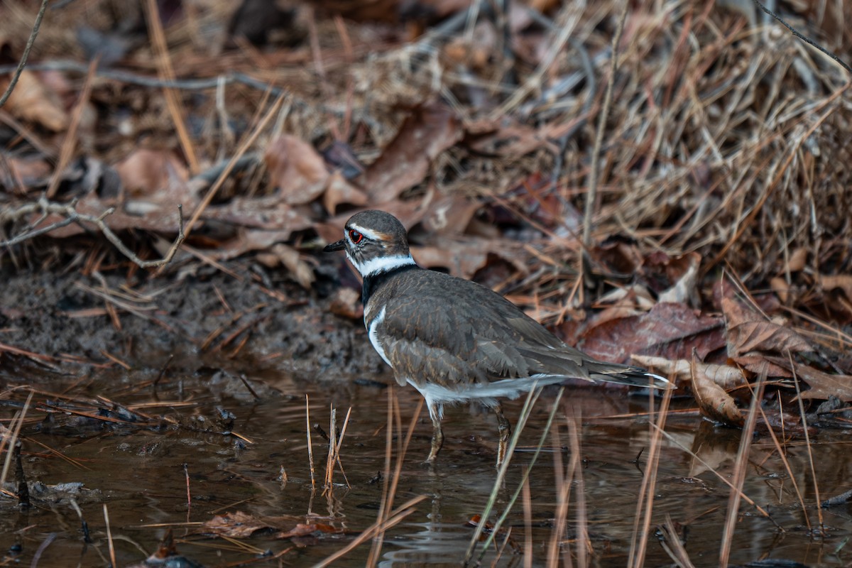 Chorlitejo Culirrojo - ML646314095