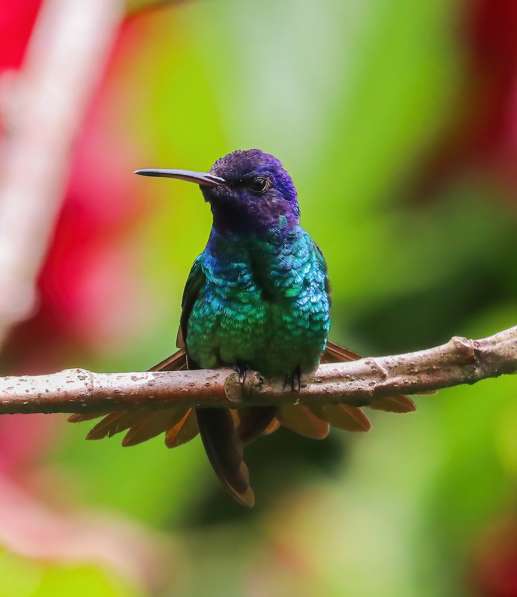 Golden-tailed Sapphire - ML646314104