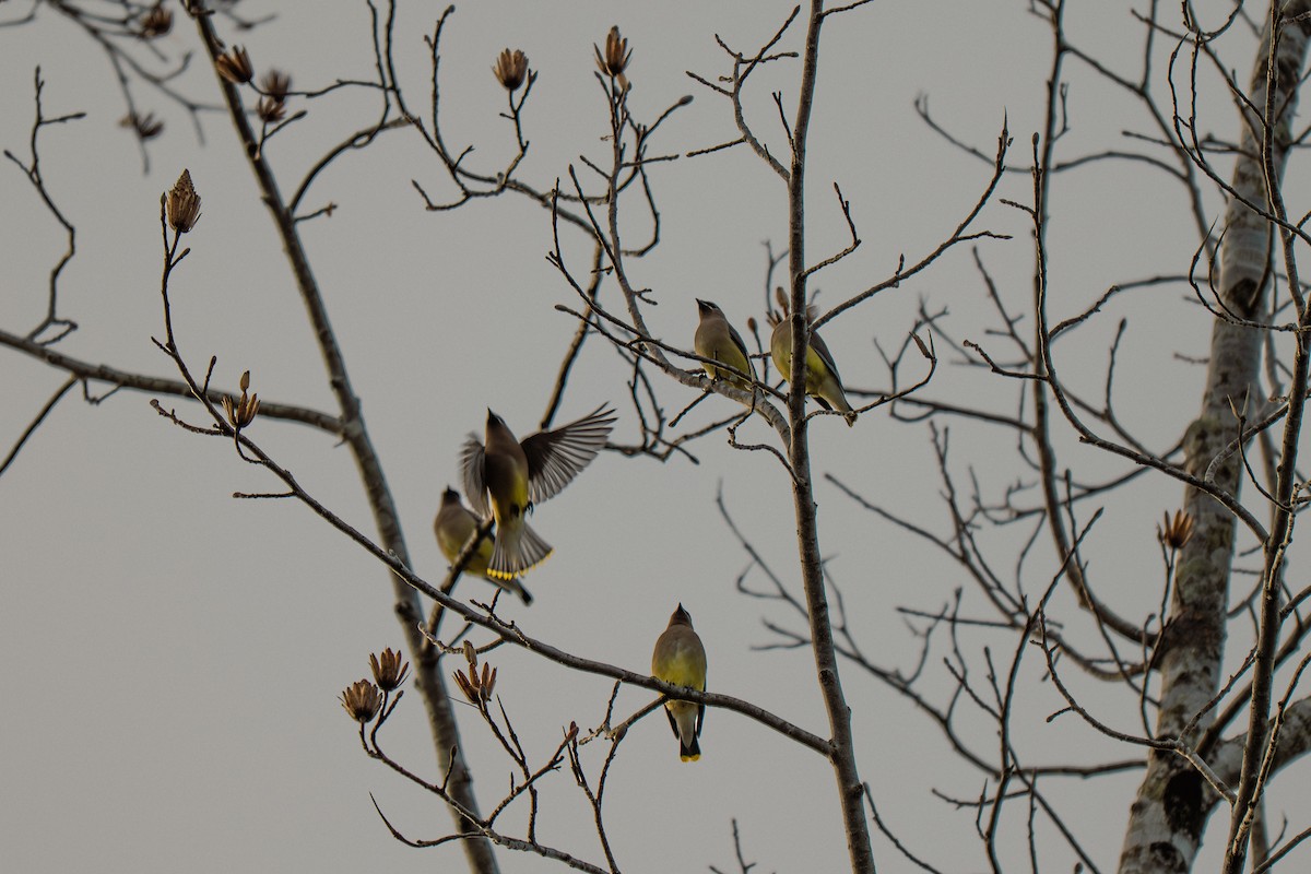 ヒメレンジャク - ML646314107