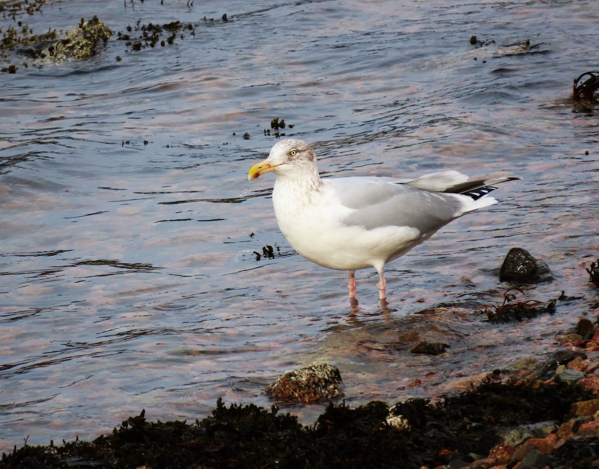 American Herring Gull - ML646314108