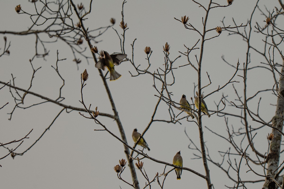 ヒメレンジャク - ML646314109