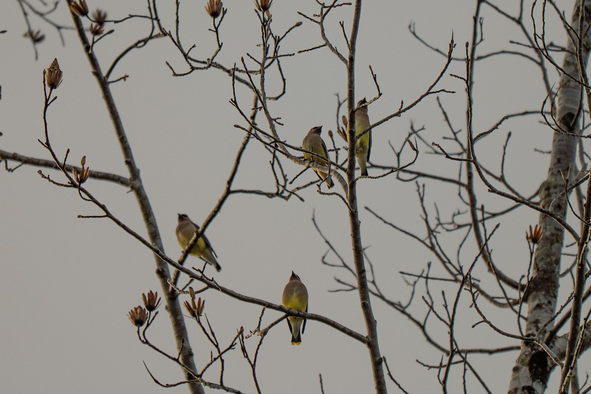 ヒメレンジャク - ML646314110