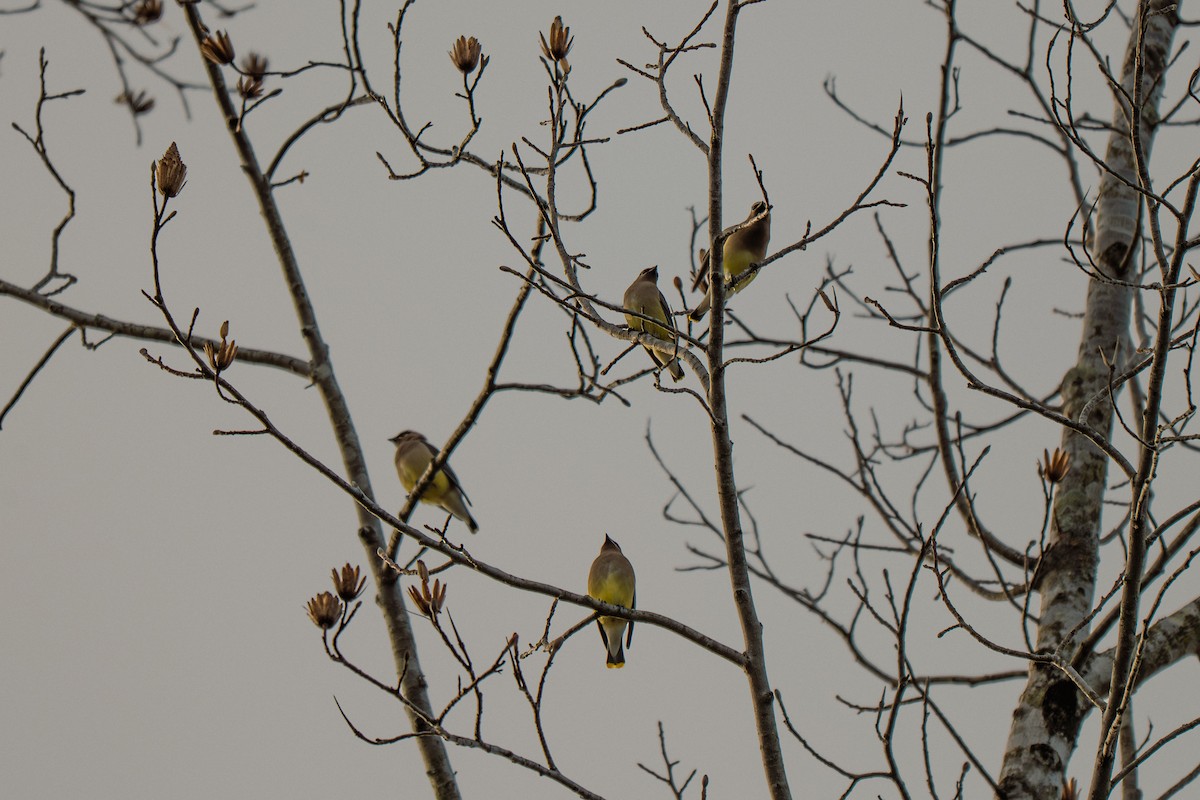 ヒメレンジャク - ML646314112