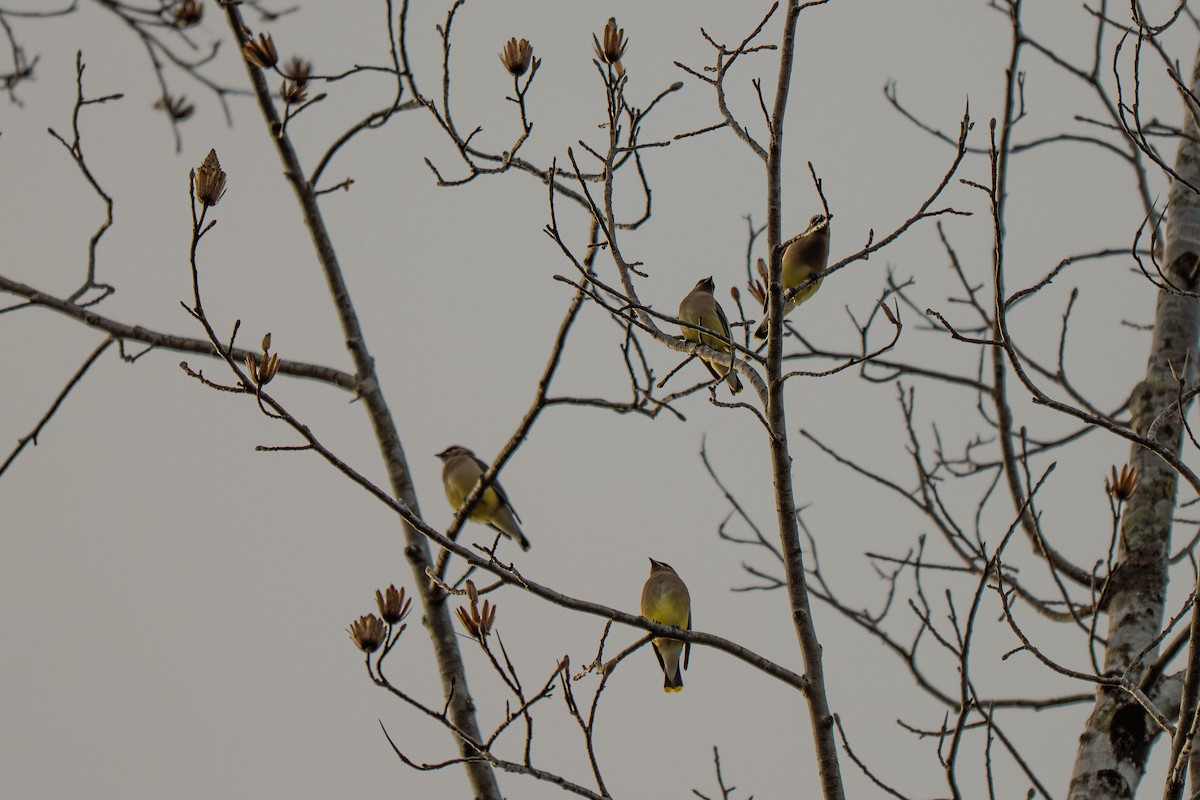 ヒメレンジャク - ML646314113