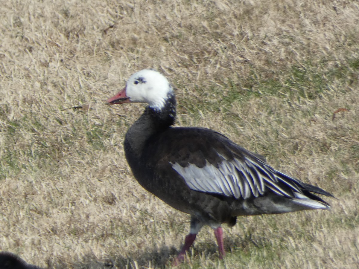 Snow Goose - ML646314114