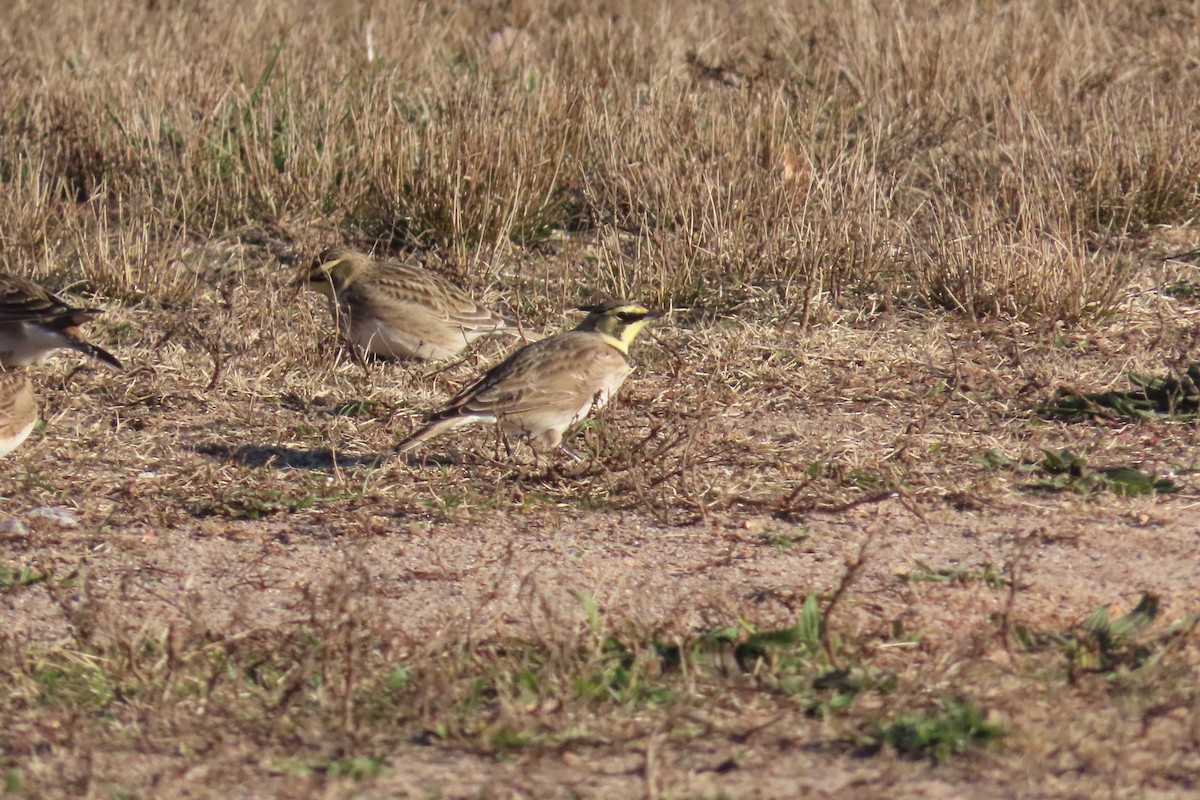 Horned Lark - ML646314115