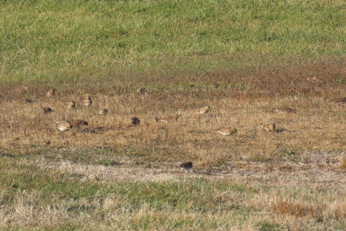 Horned Lark - ML646314116