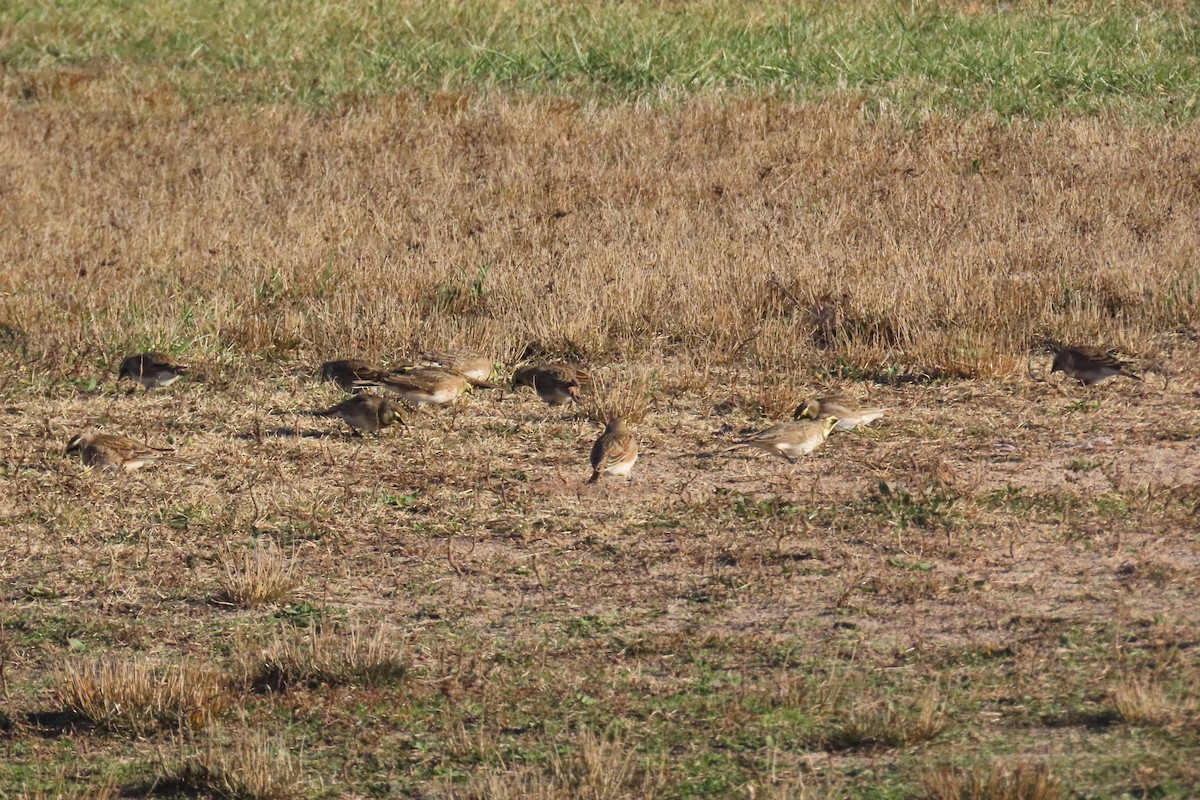 Horned Lark - ML646314117