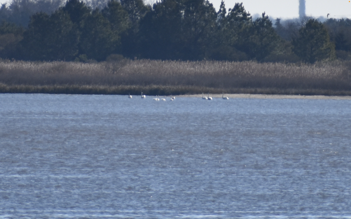 Tundra Swan - ML646314122