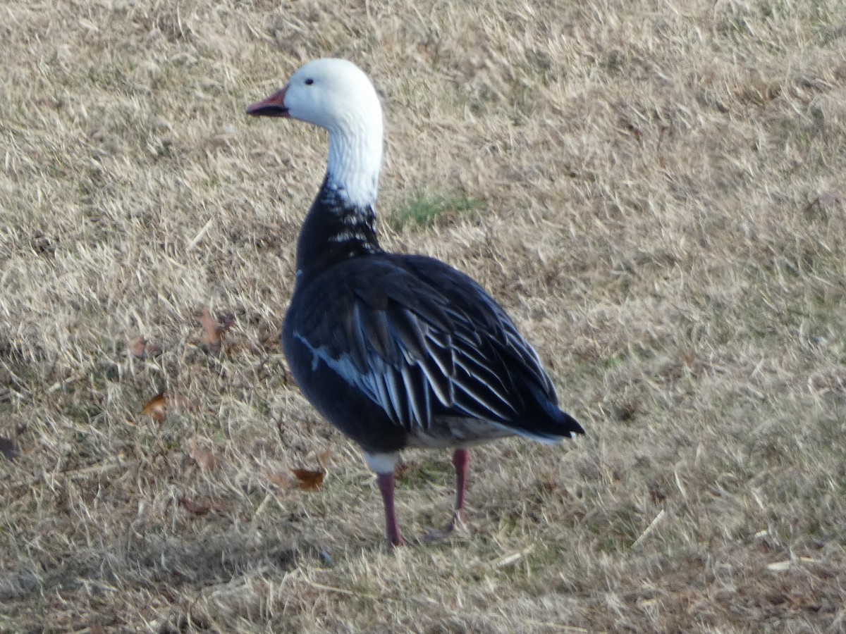Snow Goose - ML646314123
