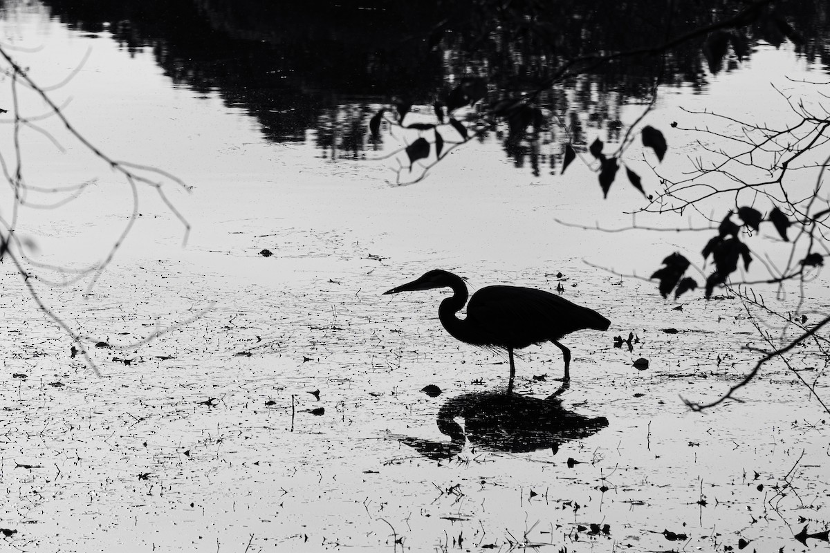 Garza Azulada (grupo herodias) - ML646314124