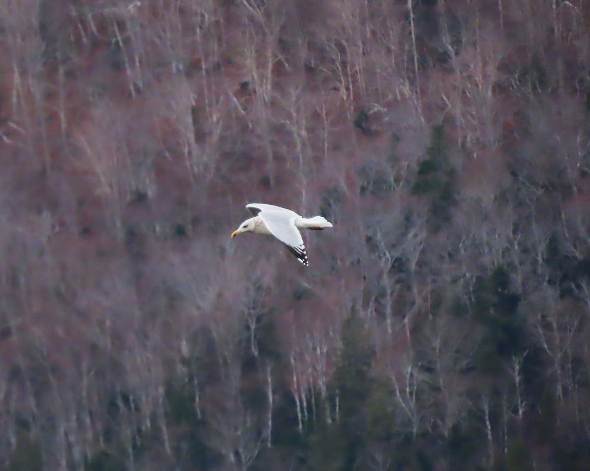 American Herring Gull - ML646314125
