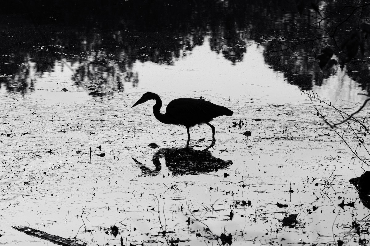 Garza Azulada (grupo herodias) - ML646314126