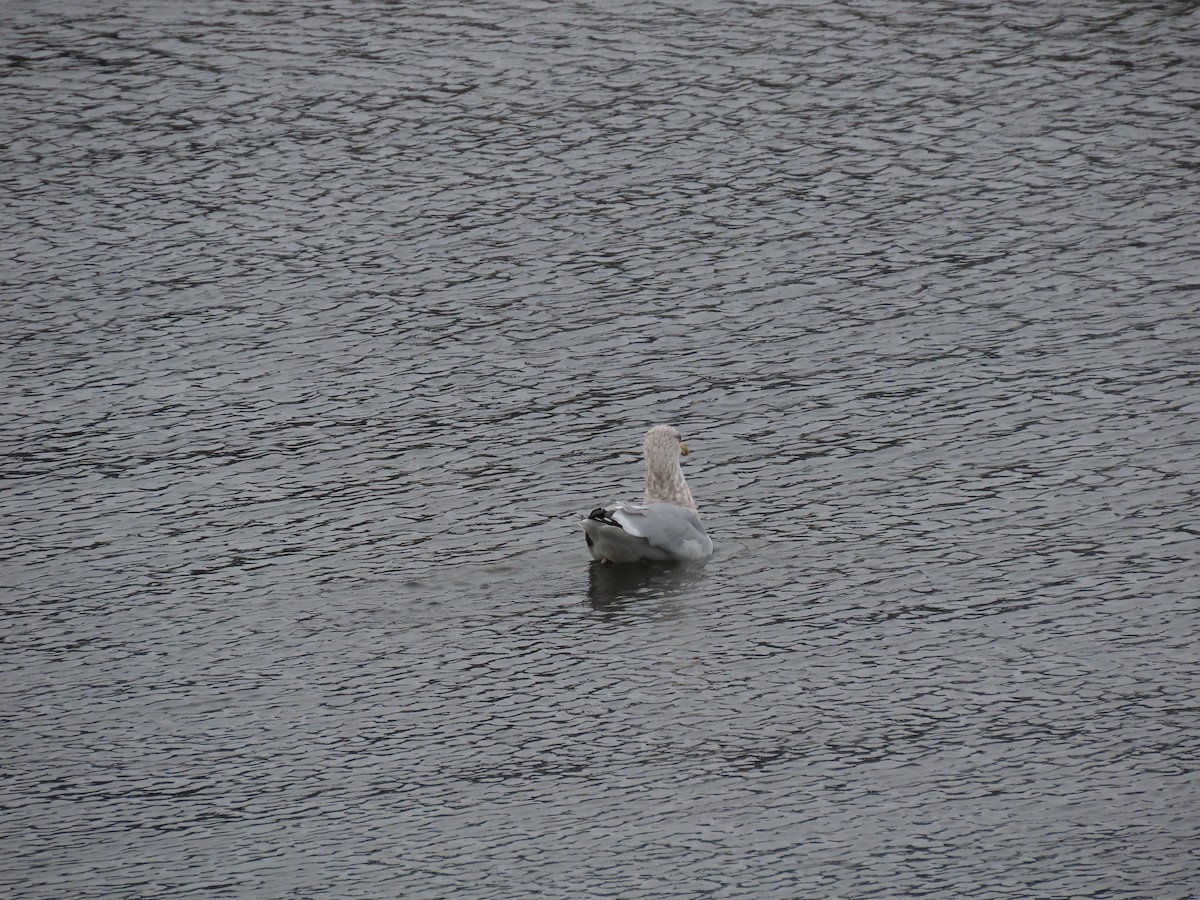 American Herring Gull - ML646314127