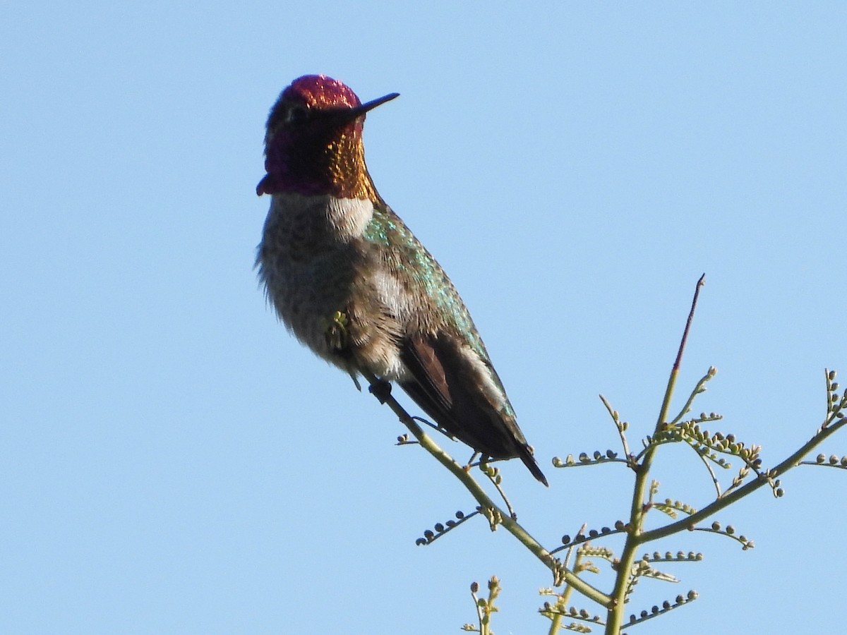 Anna's Hummingbird - ML646314128