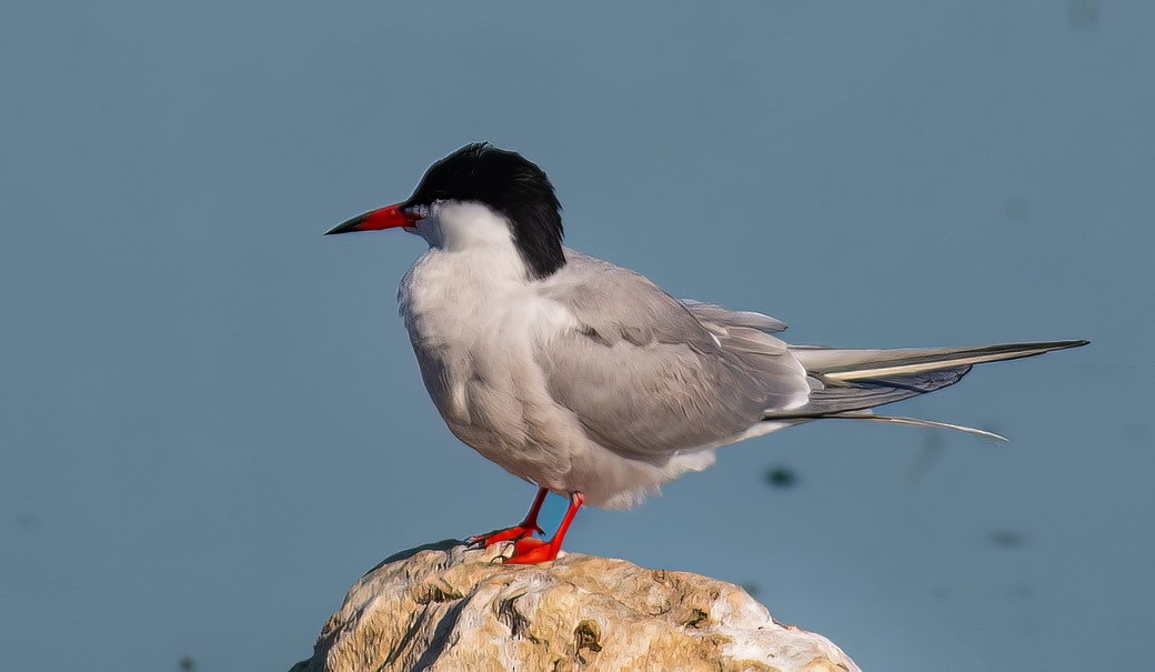 Common Tern - ML646314129