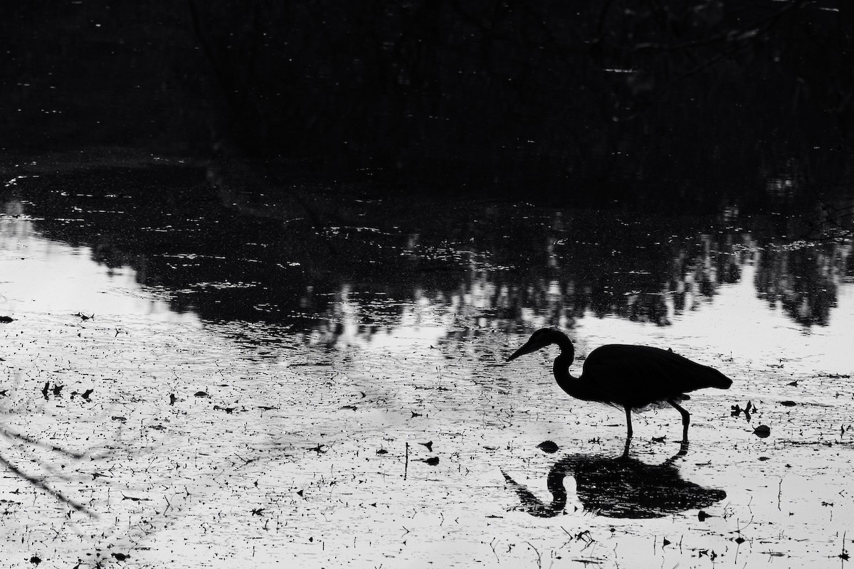 Garza Azulada (grupo herodias) - ML646314131