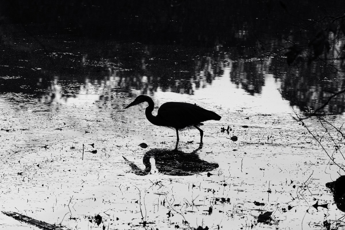 Garza Azulada (grupo herodias) - ML646314134