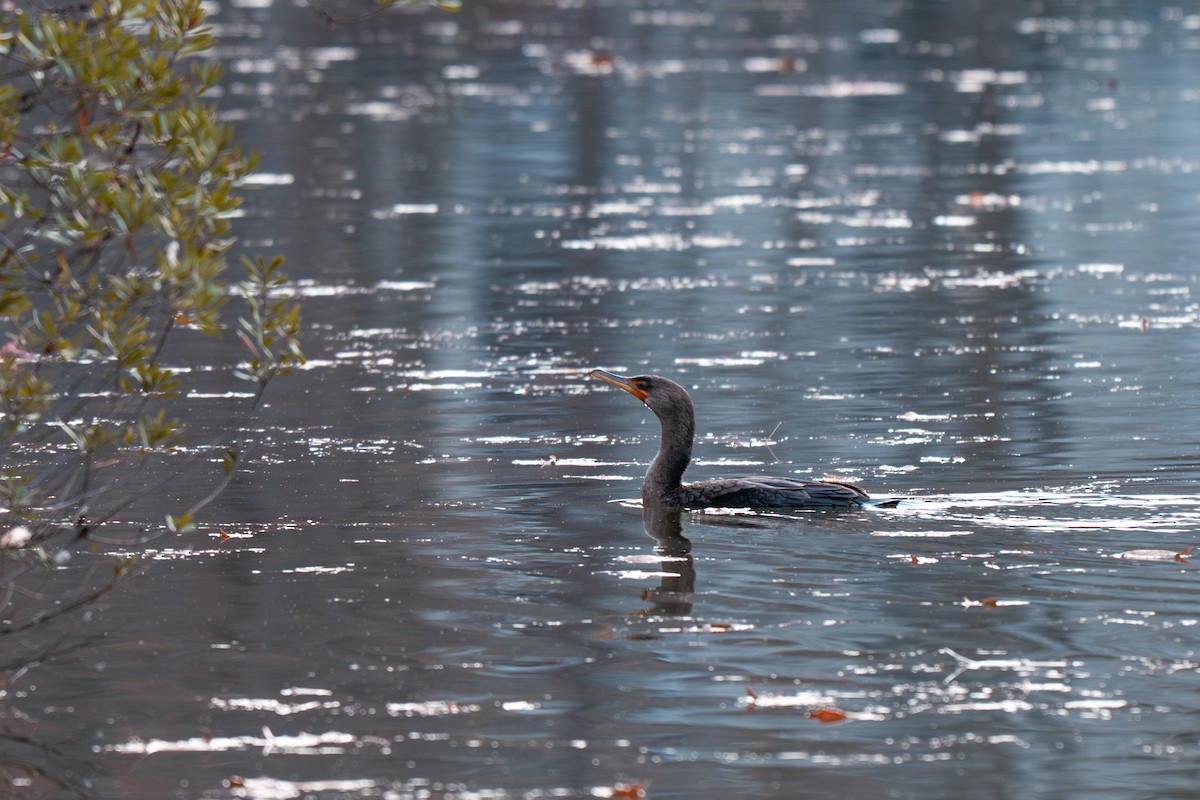 Cormorán Orejudo - ML646314139