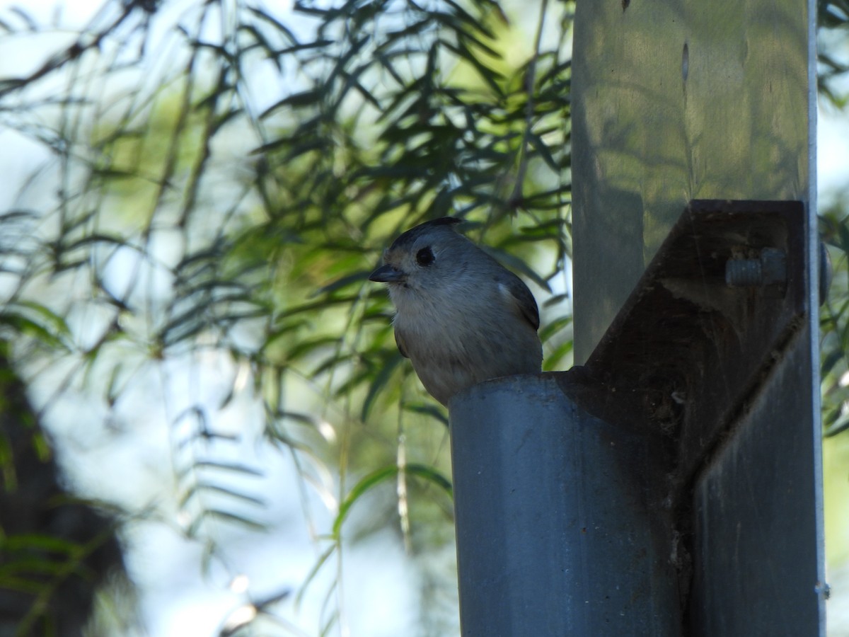 Black-crested Titmouse - ML646314143