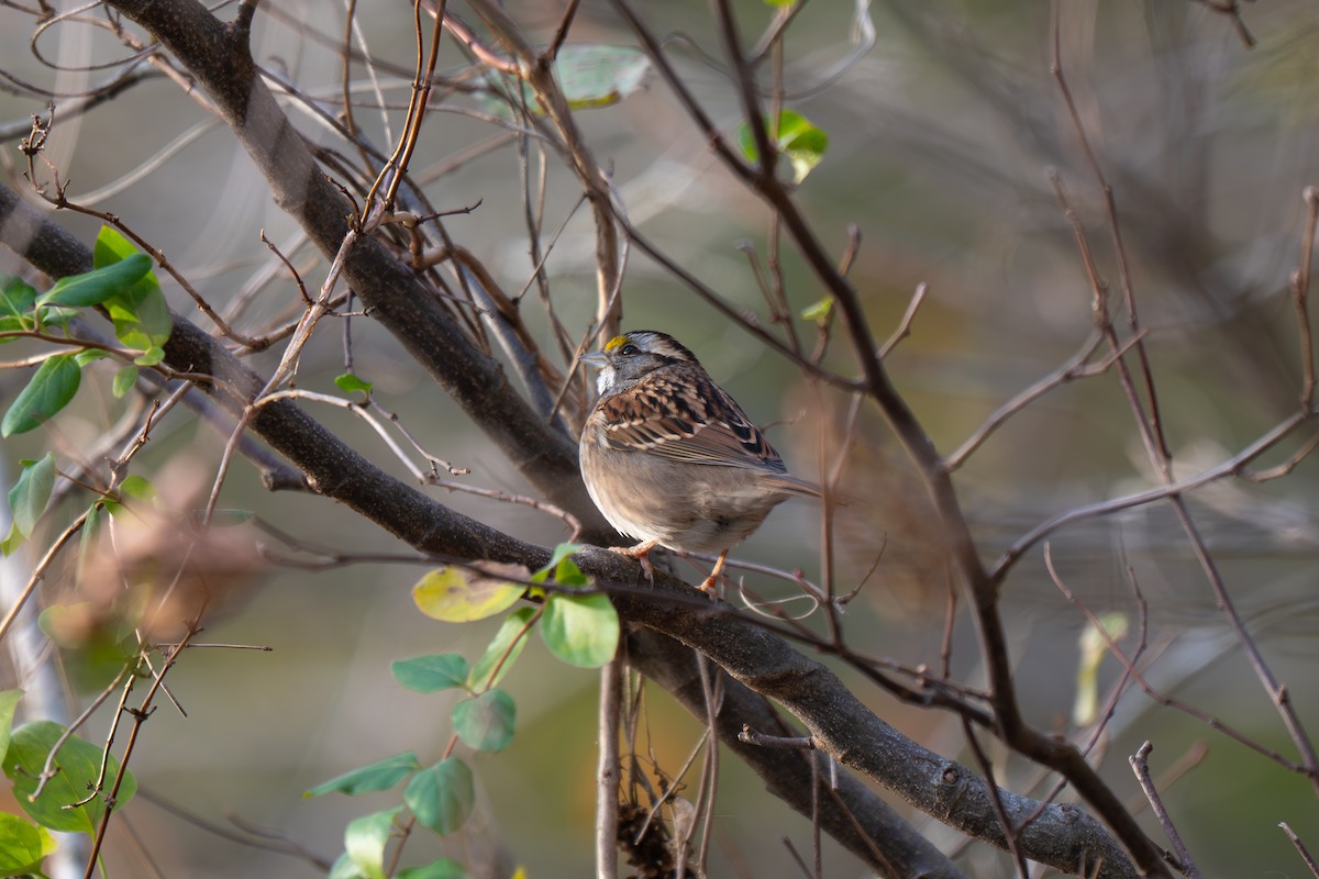 Chingolo Gorjiblanco - ML646314146