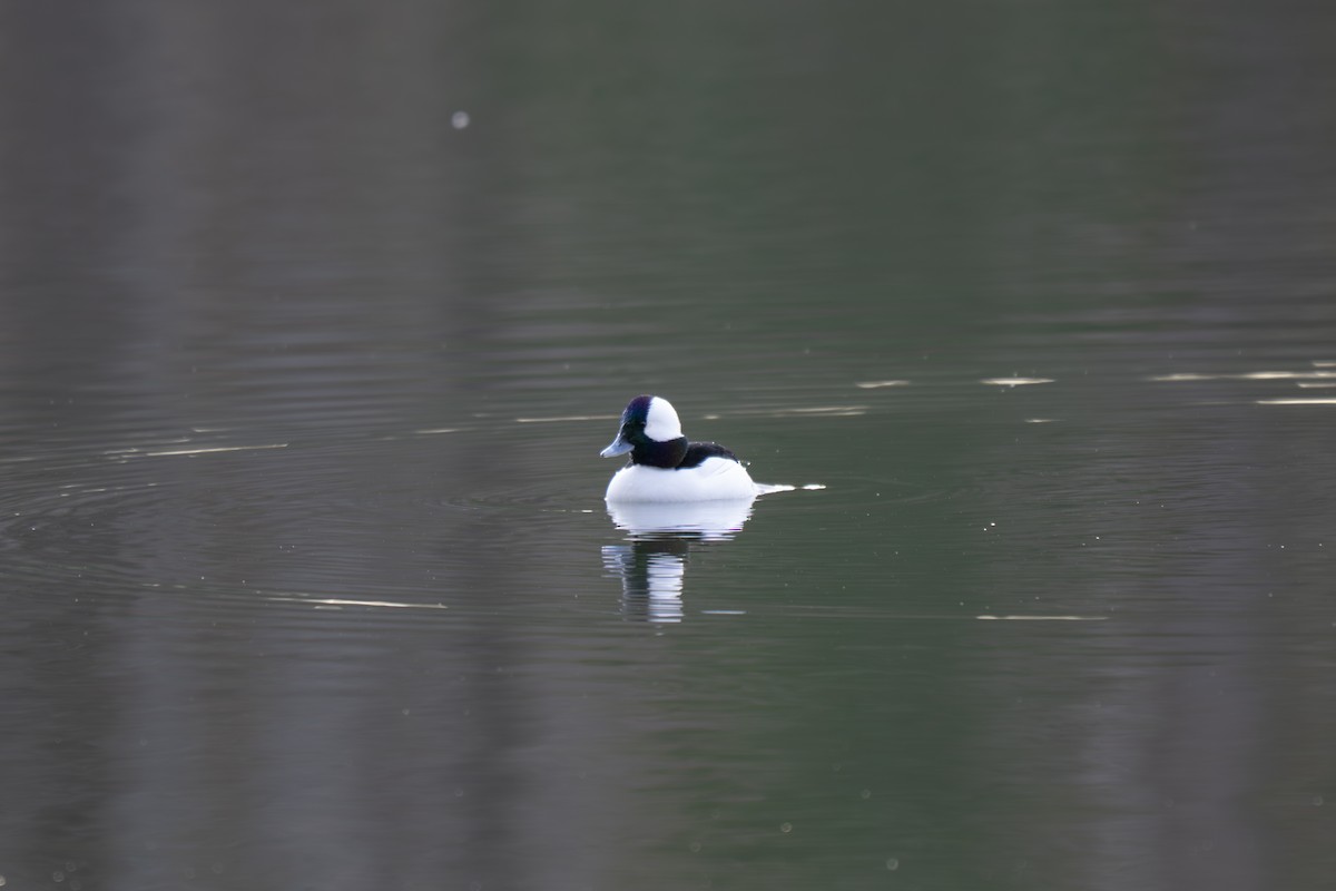 Porrón Albeola - ML646314151