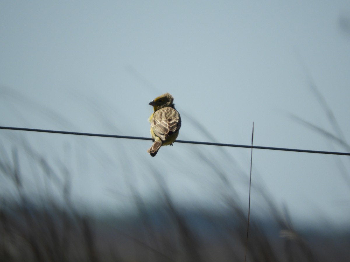 Kurzschnabel-Gilbtangare - ML646314157