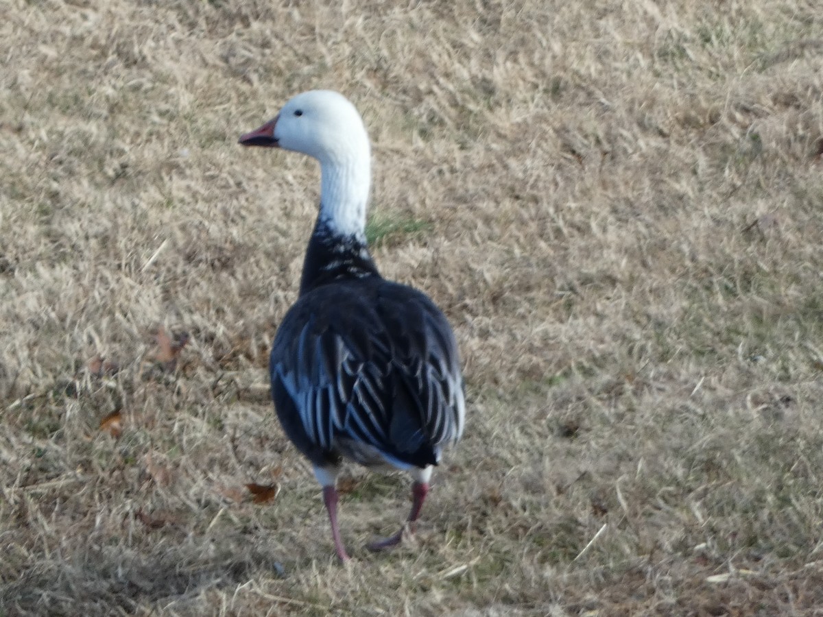 Snow Goose - ML646314158
