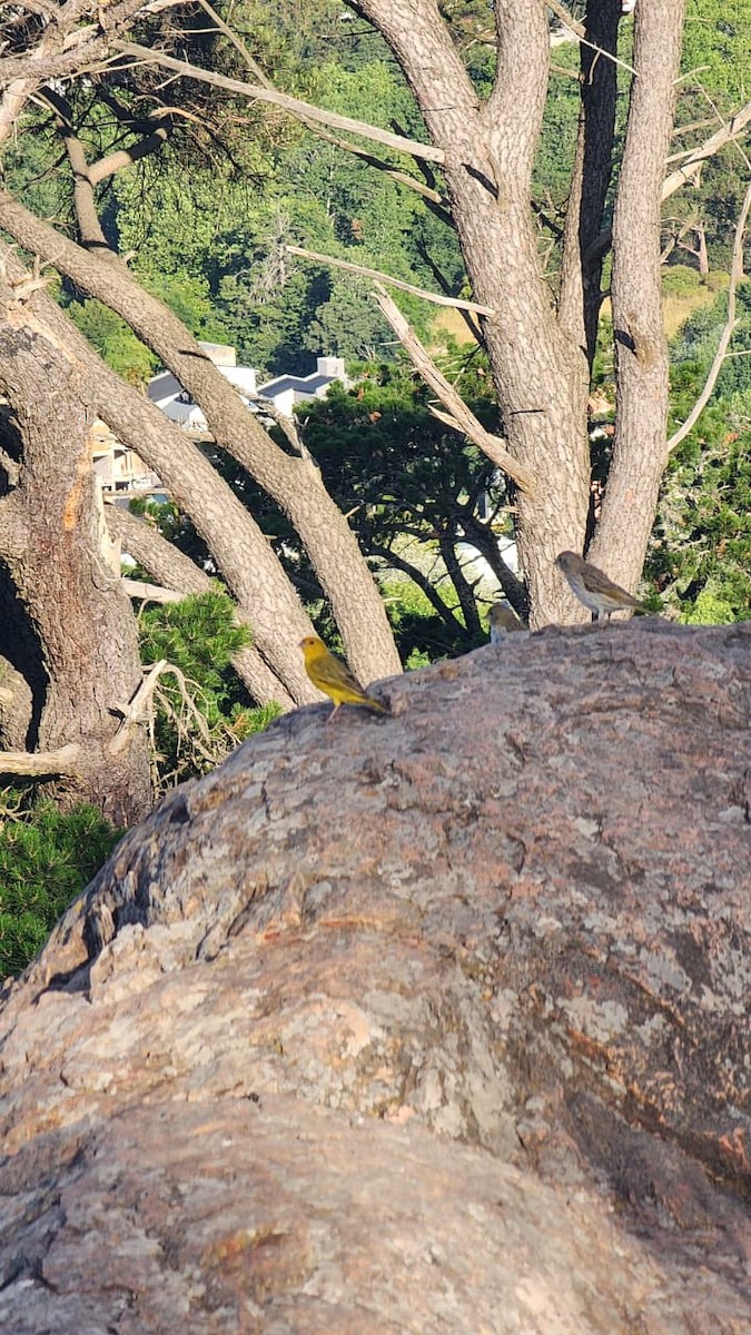 Saffron Finch - ML646314162