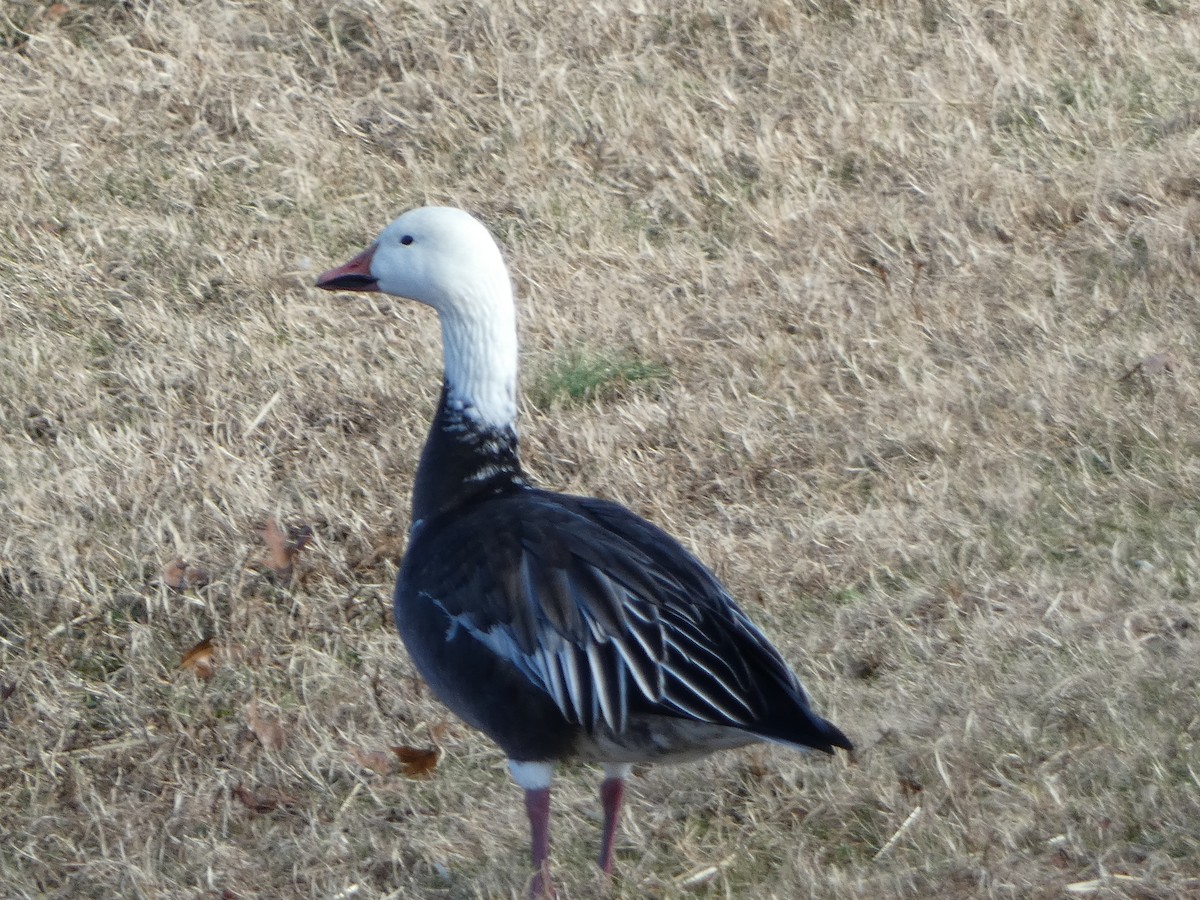 Snow Goose - ML646314166
