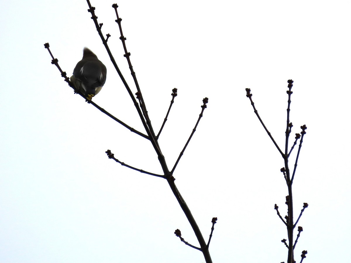 ヒメレンジャク - ML646314167