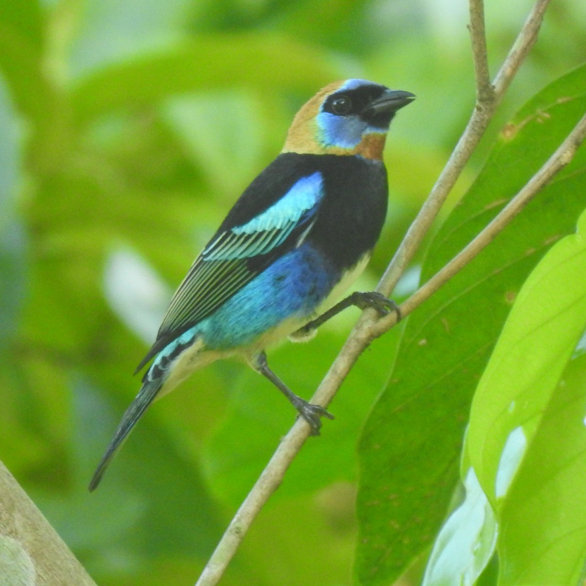 Golden-hooded Tanager - ML646314168