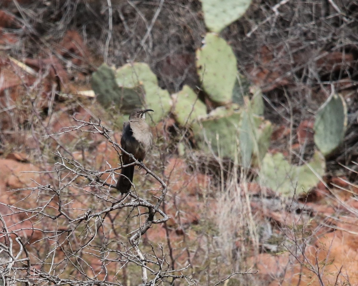 Crissal Thrasher - ML646314169