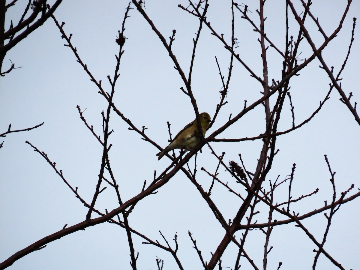 American Goldfinch - ML646314172