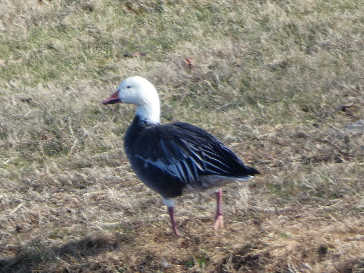 Snow Goose - ML646314174