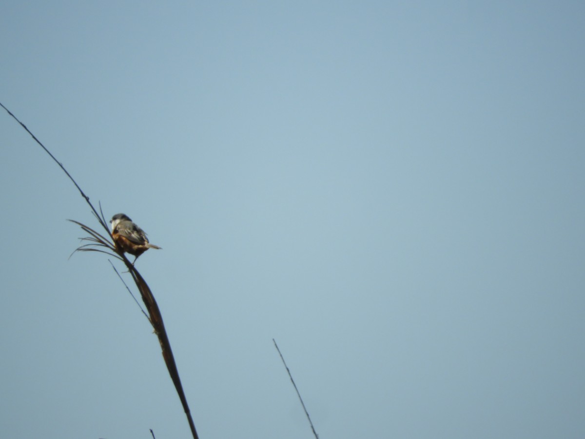 Sporophile des marais - ML646314175