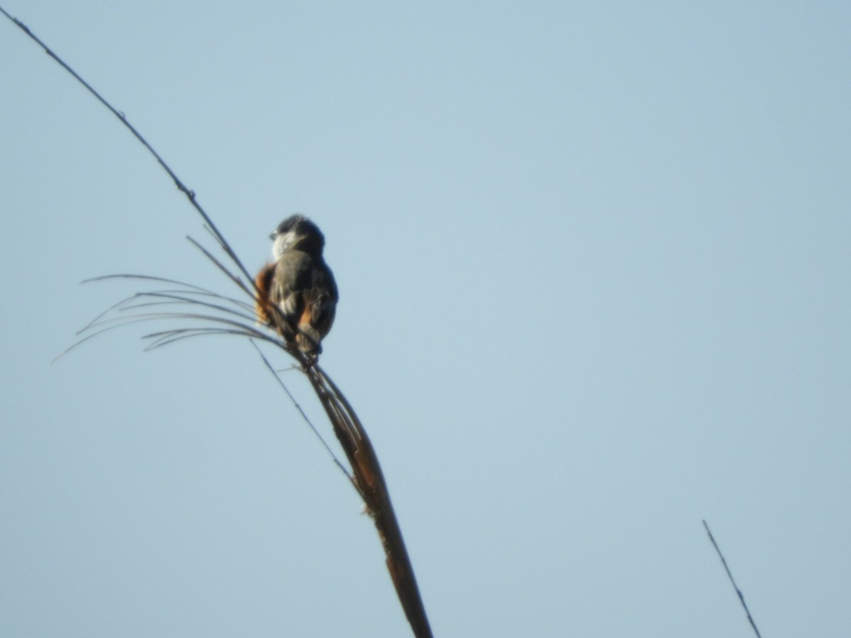 Sporophile des marais - ML646314176