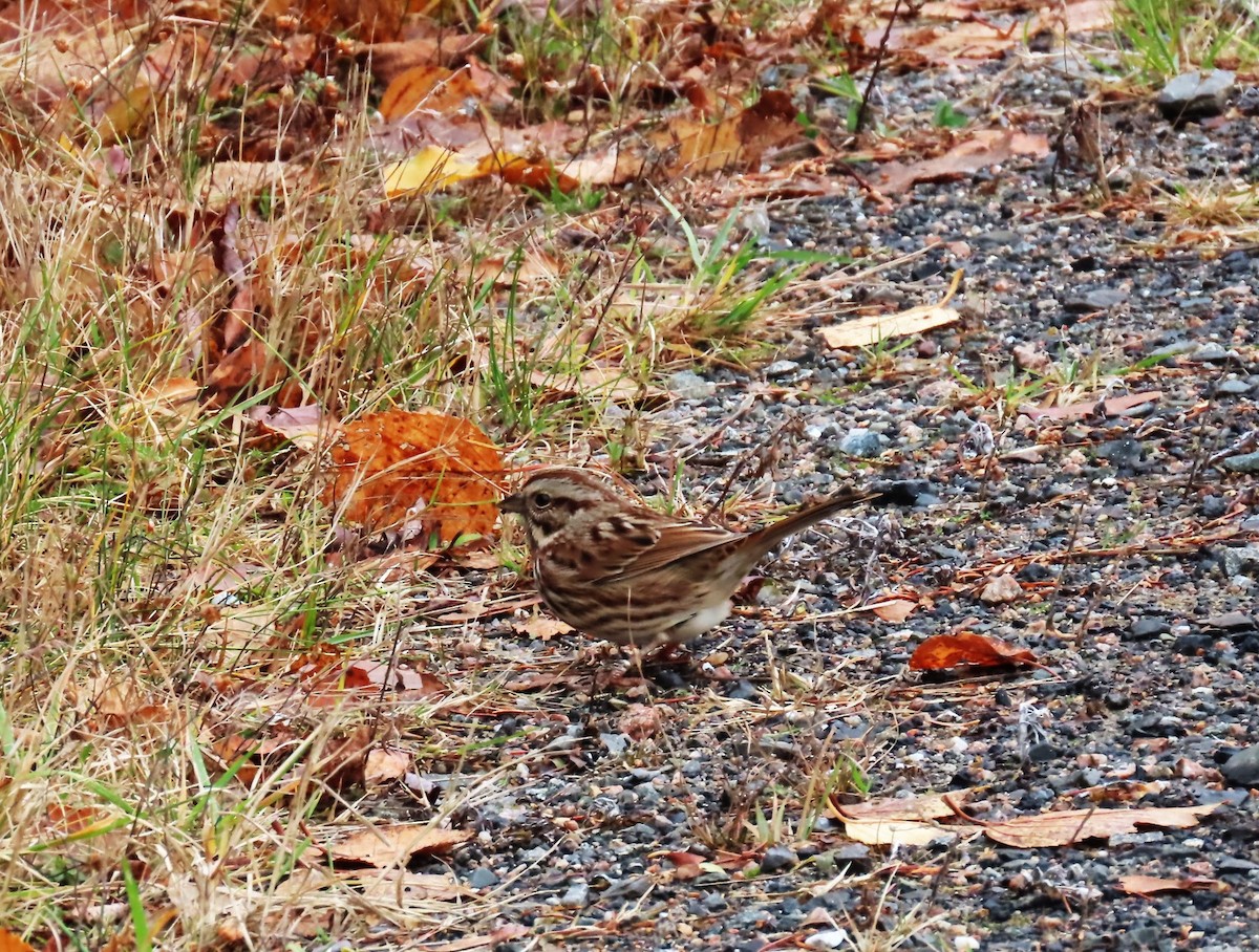 Song Sparrow - ML646314179