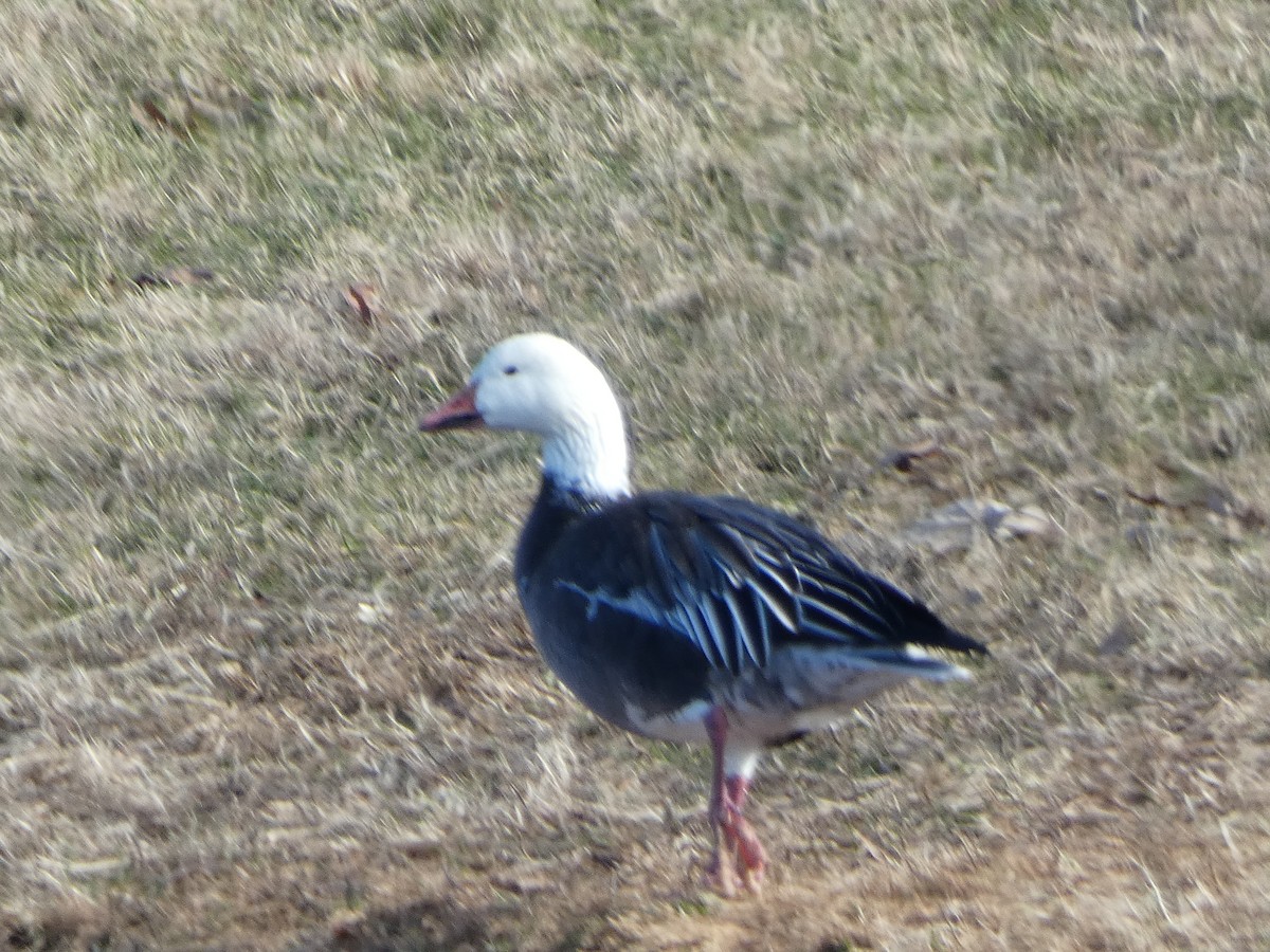 Snow Goose - ML646314183