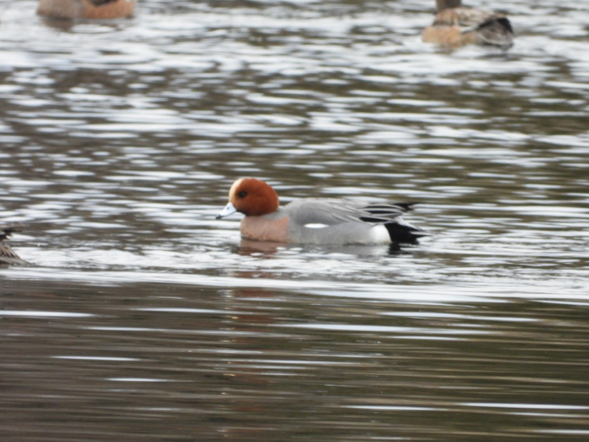 Eurasian Wigeon - ML646314184