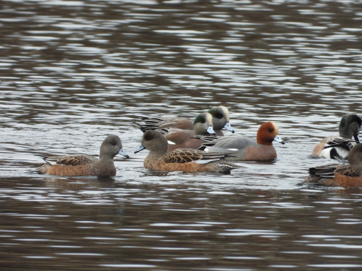Eurasian Wigeon - ML646314185