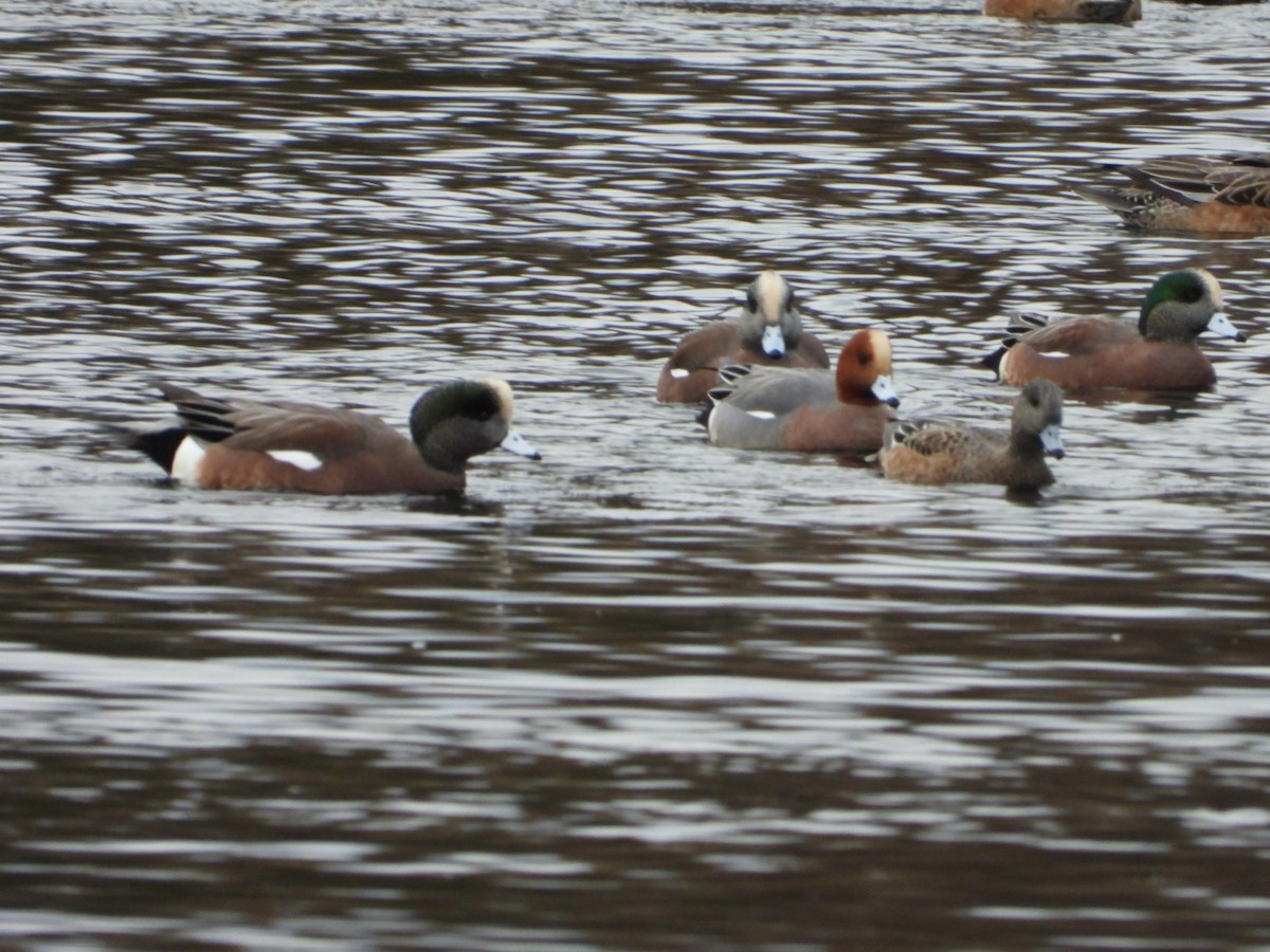 Eurasian Wigeon - ML646314186