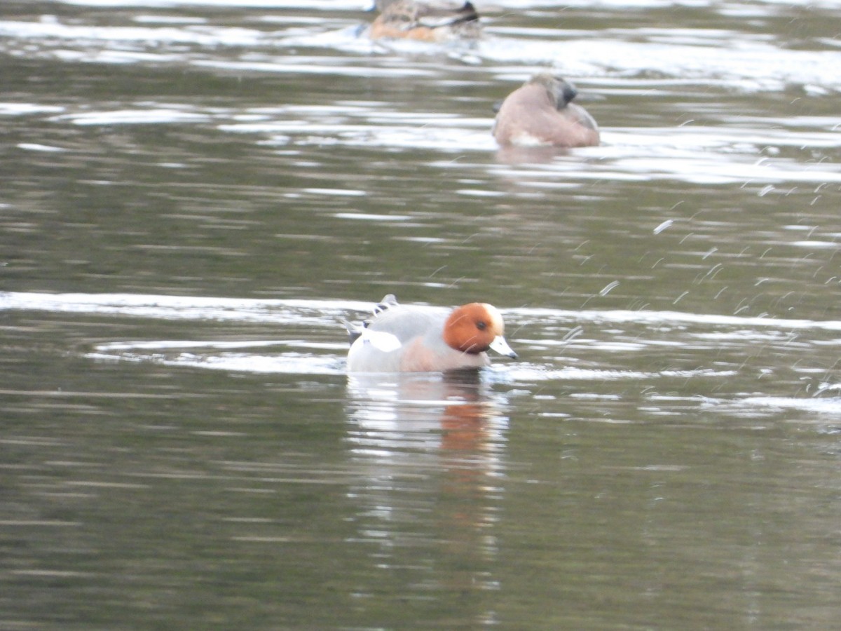 Eurasian Wigeon - ML646314187