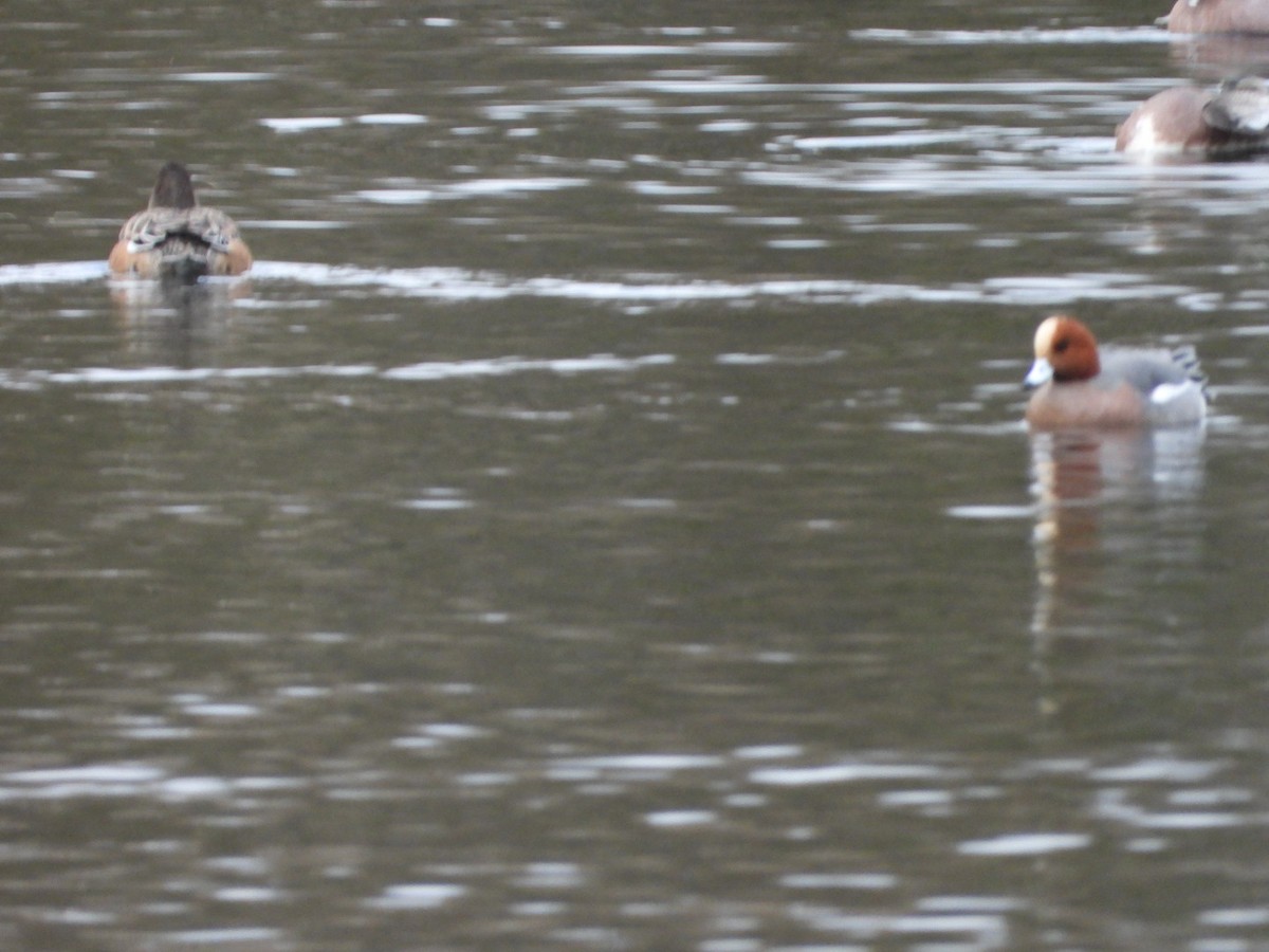Eurasian Wigeon - ML646314188