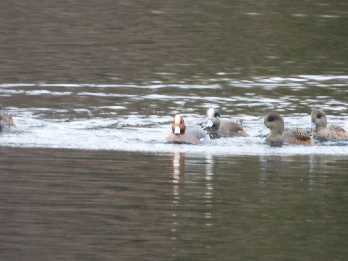 Eurasian Wigeon - ML646314189