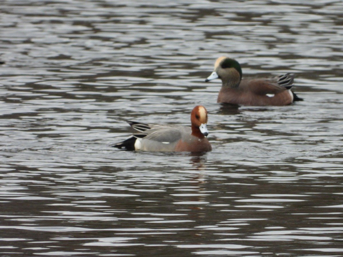 Eurasian Wigeon - ML646314190